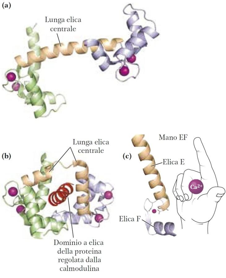 Proteine che legano il calcio: la calmodulina Le variazioni di Ca intracellulare (da < 10-7 M) sono rilevate da proteine che legano il calcio.