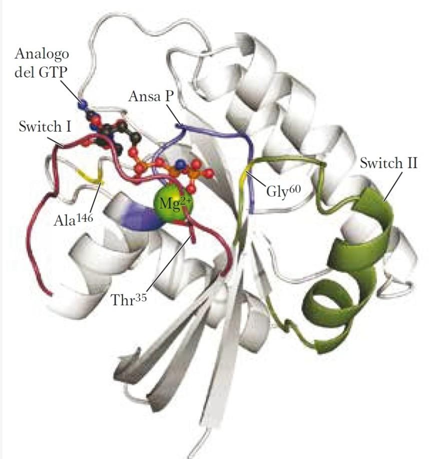 Il prototipo delle proteine G: la proteina Ras. La proteina Ras è un proteina G monomerica (20kDa).