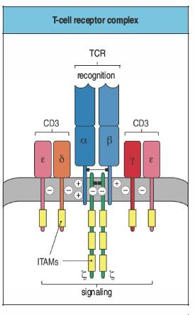 Il TCR non è sufficiente per mediare il signaling intracellulare Il TCR funzionale comprende oltre all eterodimero alfa-beta del TCR (che contiene le superfici di interazione per l antigene) anche le