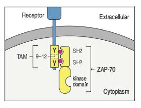 Il TCR non è sufficiente per mediare il signaling intracellulare Una volta fosforilati, I domini ITAM diventano siti di
