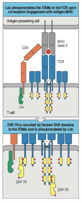 Attivazione linfocitaria Ogni APC presenta un gran numero di peptidi diversi, quindi il riconoscimento dell antigene da parte di TCR e BCR deve avvenire anche in presenza di un numero basso di