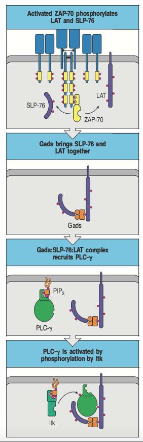 Attivazione di PLC-gamma ZAP-70 fosforila due altri substrati, LAT e SLP-76 Queste modificazioni consentono ad una proteina adattatrice, Gads, di formare un