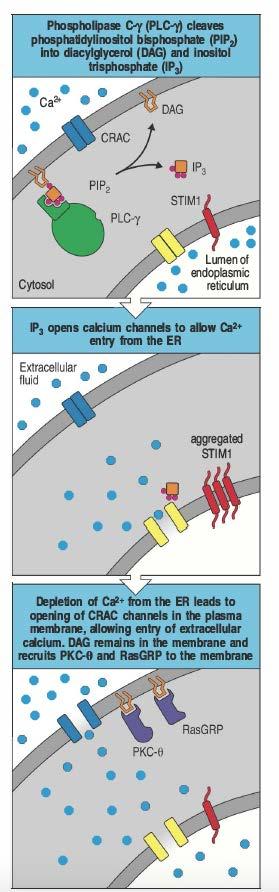 La formazione di second messengers PLC-gamma genera a partire da PIP2 due lipidi: DAG e IP3 IP3 porta all efflusso di ioni Calcio dal reticolo endoplasmatico al cytosol, e quindi apertura di canali