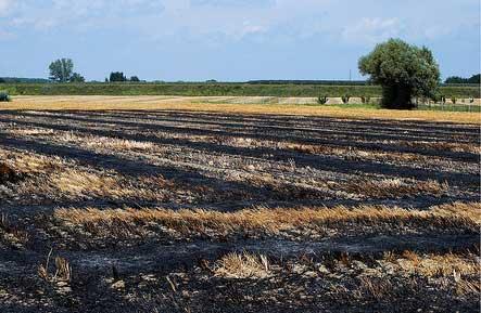 - nelle aree boscate, cespugliate o arborate e nelle aree ad esse adiacenti è fatto divieto di accendere fuochi di ogni genere, dal 15 giugno al 15 settembre 2010 - nelle aree Z.P.S. e S.I.C.