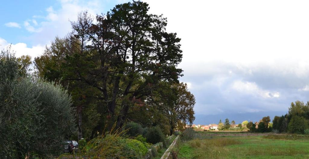 le aree boscate presenti e la vegetazione ripariale lungo il percorso meandratico del corso d acqua.