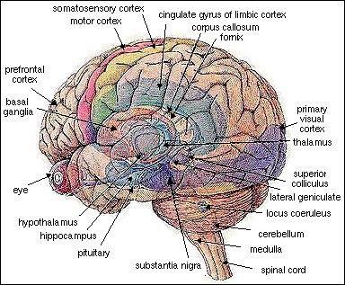 Ipotesi Patogenetiche E stato dimostrato in esperimenti su animali che a livello cerebrale esistono delle strutture dimorf iche e che queste strutture sono collegate al comportamento sessuale Anche