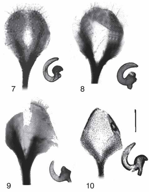 L. MAGNANO: Un nuovo genere del Kirgizstan appartenente alla tribù Otiorhynchini 59 Figg. 7-10 - spiculum ventrale e spermateca di: 7. Kirgizia altomontanus n. sp.; 8. Kirgizia quadratirostris n. sp.; 9.