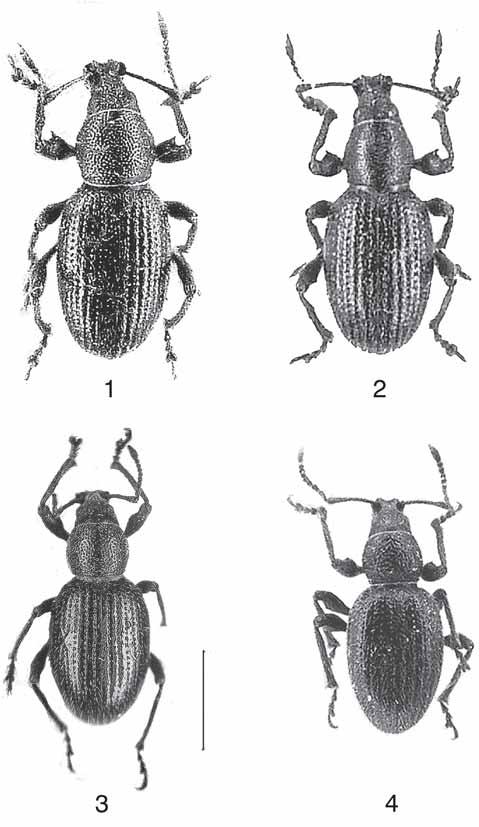 L. MAGNANO: Un nuovo genere del Kirgizstan appartenente alla tribù Otiorhynchini 53 Figg. 1-4 habitus di: l. Kirgizia altomontanus n. sp.; 2. Kirgizia quadratirostris n. sp.; 3.