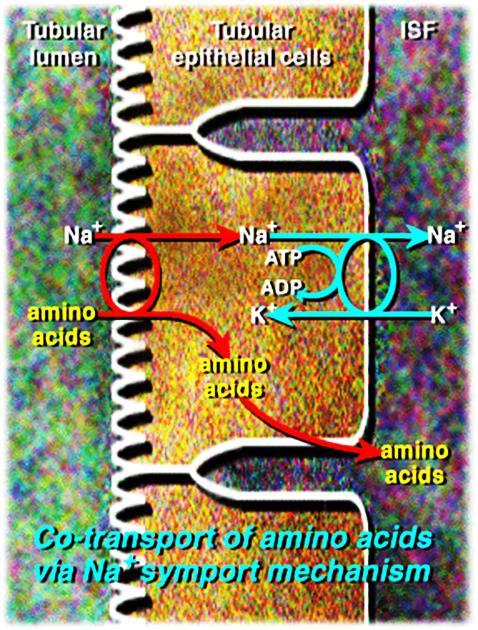 TRASPORTO degli aminoacidi Per entrare nei tessuti gli aminoacidi necessitano di trasportatori. Molecole proteiche integrali di membrana.