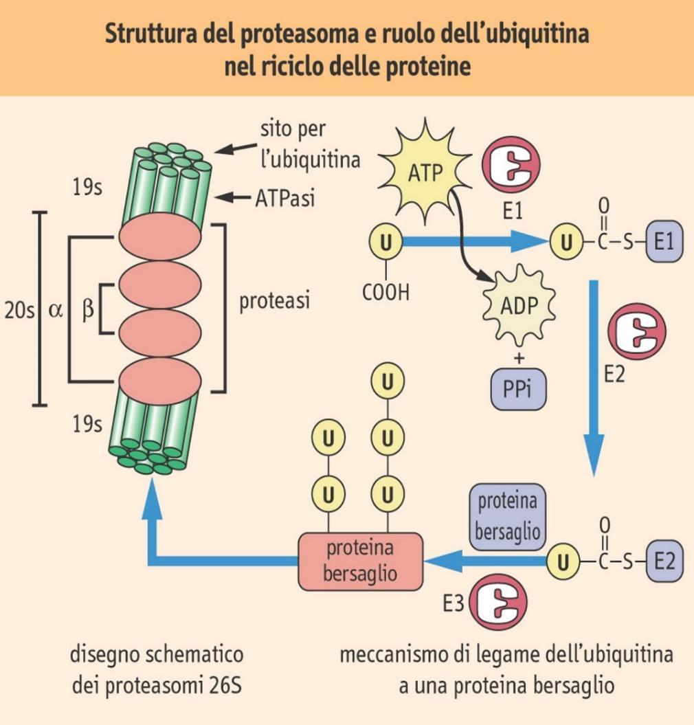 19 s I siti attivi del proteasoma si affacciano nella camera proteolitica interna