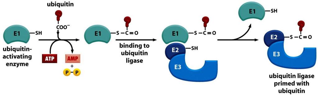 SISTEMA DI CONIUGAZIONE DELL UBIQUITINA L ubiquitina viene attivata mediante formazione di legame tio-estere tra il gruppo COOH dell ubiquitina ed una cisteina dell enzima