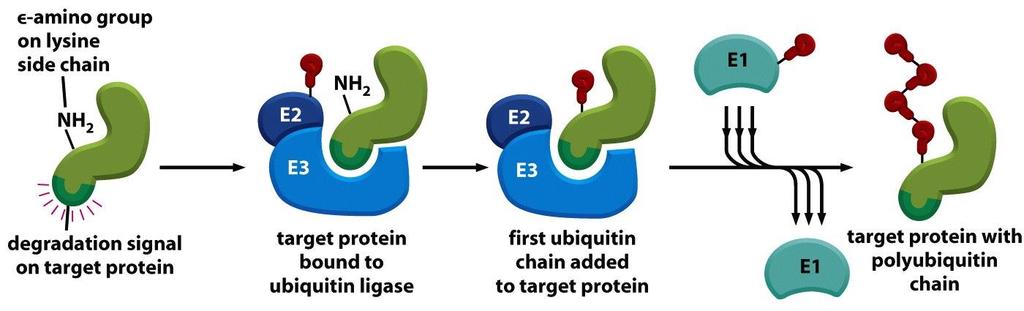 E3 (Ubiquitina ligasi) lega la poteina target (proteina che deve essere ubiquitinata) e catalizza l aggiunta dell ubiquitina al gruppo amminico epsilon (laterale) della lisina La