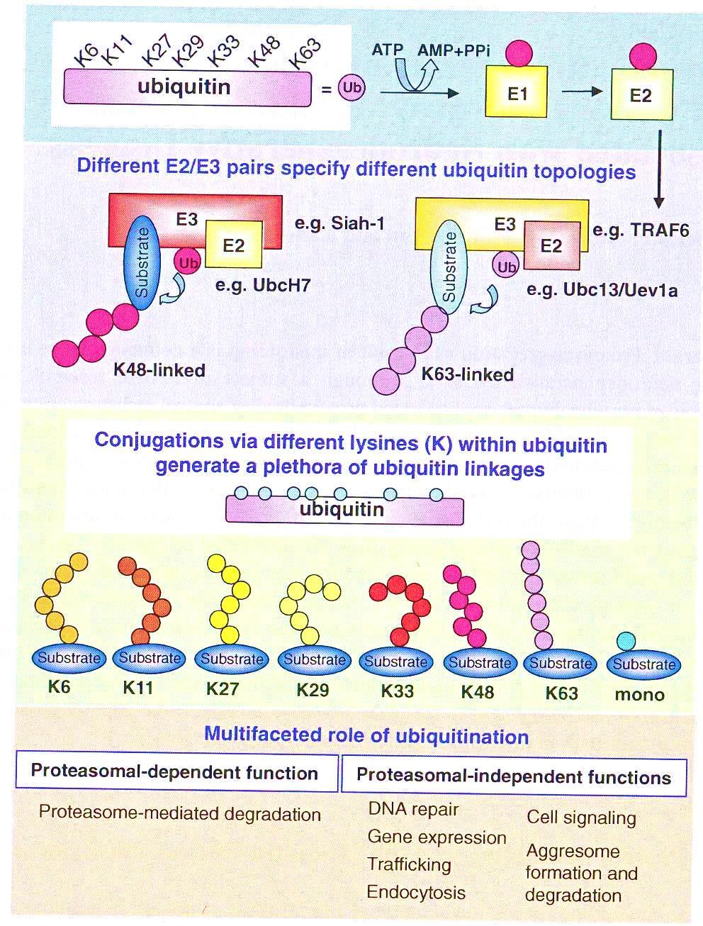 POLI- UBIQUITINAZIONE