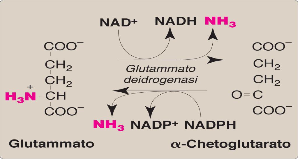 Glutammato deidrogenasi Costituisce il principale processo di formazione dell ammoniaca (nei mitocondri): P. Champe, R. Harvey, D. R. Ferrier, LE BASI DELLA BIOCHIMICA, Zanichelli Editore S.p.A. Copyright 2006 La glutammico deidrogenasi (PM 330.