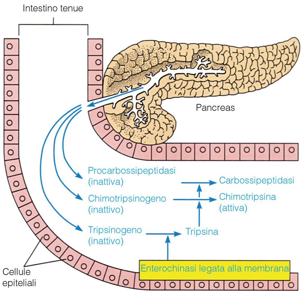 FASE 2 PIÙ IMPORTANTE Intestino enzimi idrolitici prodotti dal pancreas in forma di precursori inattivi: 1) TRIPSINOGENO si