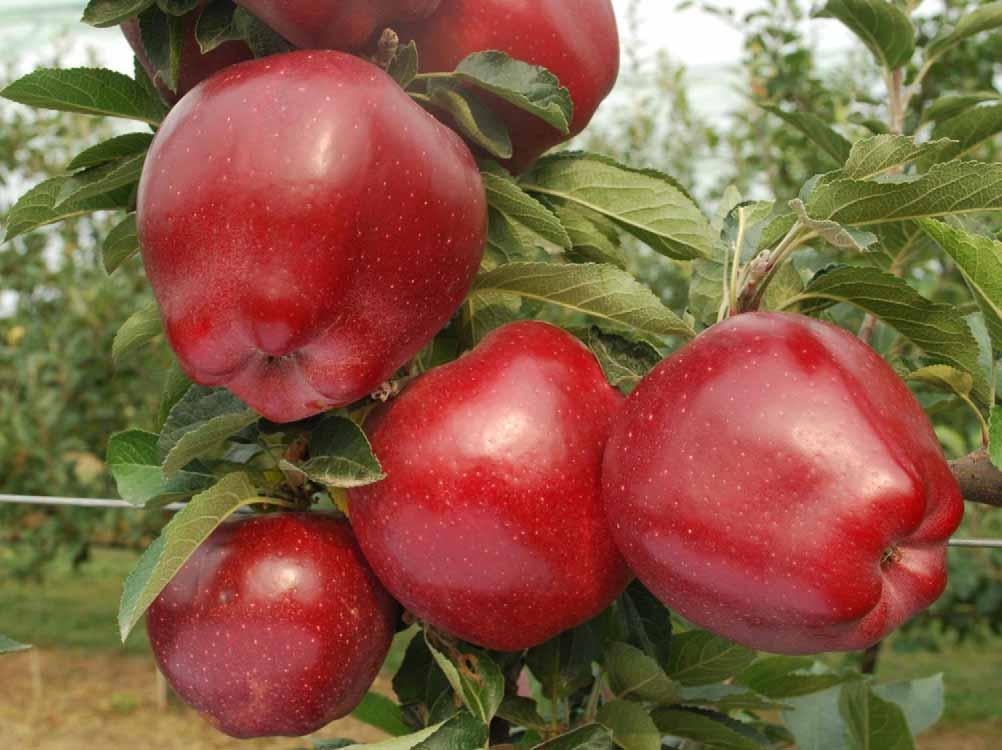 Red Delicious (spur)