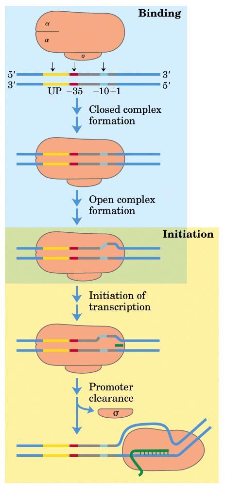 tre fasi della trascrizione La polimerasi si lega in modo specifico al