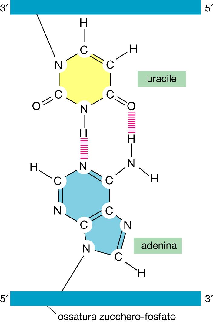 L RNA contiene lo