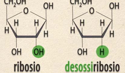 Ribosio - Desossiribosio Sono gli zuccheri pentosi più importanti per gli organismi e sono aldosi: Sono componenti degli acidi nucleici (RNAeDNA).