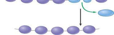 Monomeri e Polimeri Le cellule costruiscono le molecole più grandi unendo molecole organiche più piccole (monomeri) in catene chiamate polimeri.