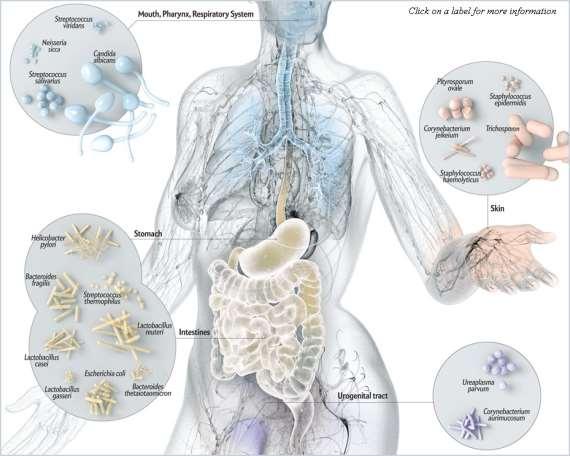 CHI È IL MICROBIOTA?