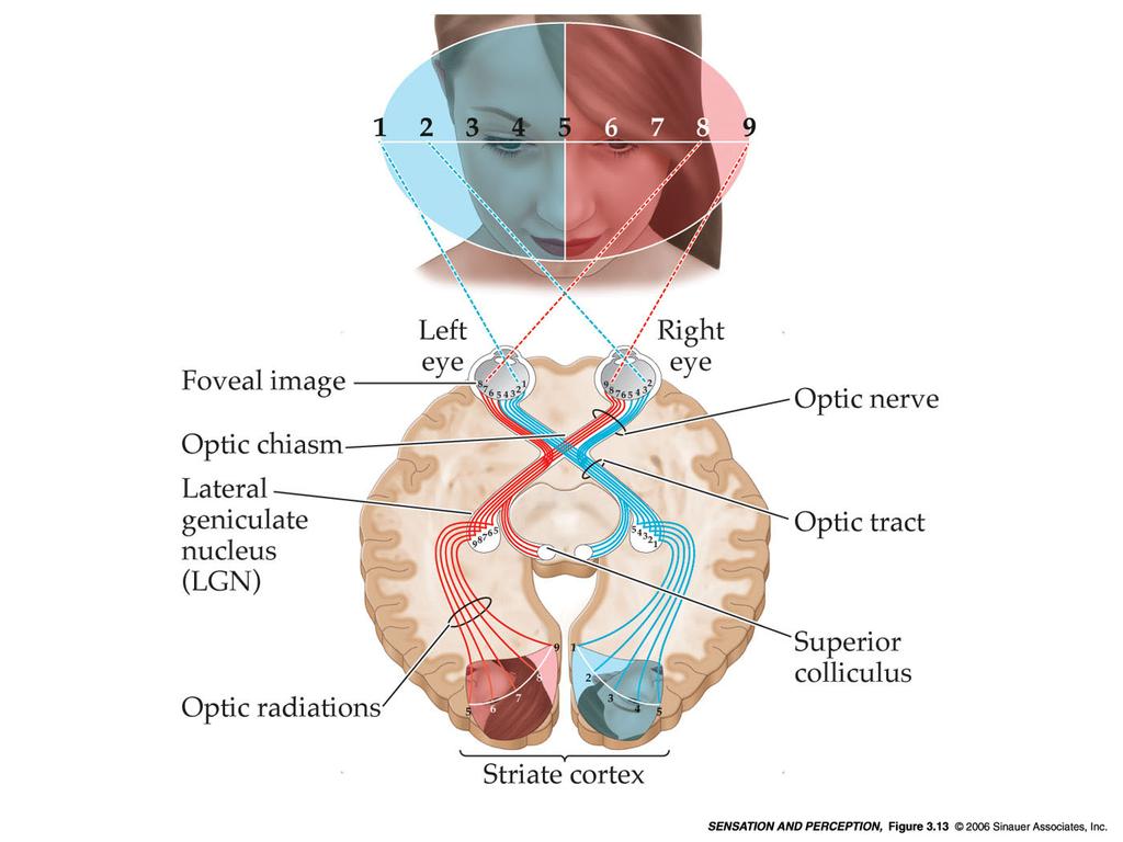 Primi stadi della visione: //l occhio nel sistema visivo occhio chiasma ottico nervo ottico collicolo