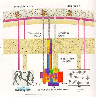 Anatomia della visione: