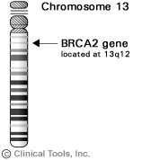 BRCA1 e BRCA2 125 Kb 24