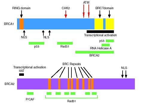 BRCA1 e BRCA2: Funzioni 1) Mantenere l integrità genomica Riparazione rotture a doppio filamento 2) Regolazione del ciclo cellulare 3) Regolazione nella trascrizione DNA 4) Ruolo nella