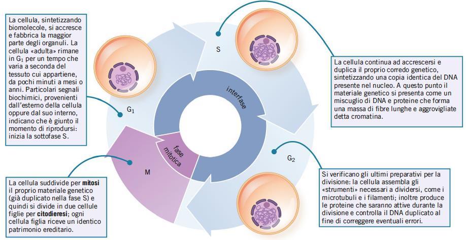 2. Il ciclo cellulare regola la crescita e la divisione di una cellula Il ciclo cellulare è