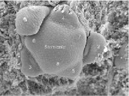 meristemi, dai quali origina tutta la struttura adulta