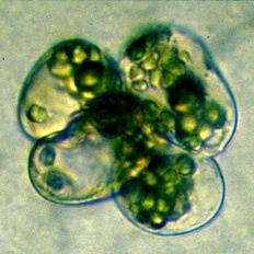 Colture cellulari Le cellule vegetali possono essere allevate in vitro, ossia in un ambiente asettico, in cui le condizioni chimico-fisiche sono sotto controllo del ricercatore Cellule