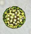 Colture di protoplasti Mediante digestione enzimatica è possibile ottenere protoplasti da cellule in coltura
