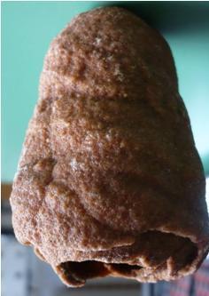Stromatoliti fossili Stromatoliti attuali Stromatolite