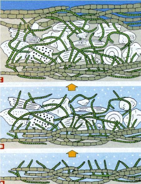 stromatoliti (da Lupia Palmieri Stromatoliti