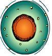 unicellulare eucariota (regno dei protisti) Primo organismo pluricellulare Primi vegetali