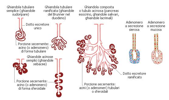 Le cellule neoplastiche percorrono i dotti escretori delle ghiandole in cui si è avuta la