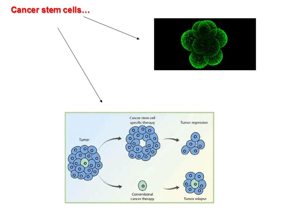 Le cellule staminali tumorali (cancer stem cells, CSC) L