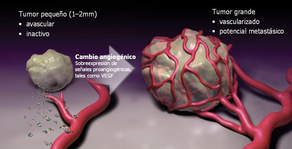 ANGIOGENESI Cellula mutata Tumore avascolare inattivo 1-2 mm La secrezione di fattori angiogenici