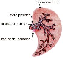 (tratto gastro-intestinale, albero