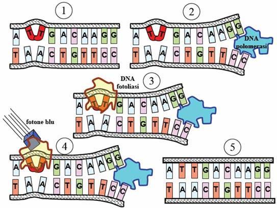 la formazione di dimeri