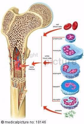 tessuti a rapida riproduzione "cellule labili" sistema ematopoietico (midollo osseo) le