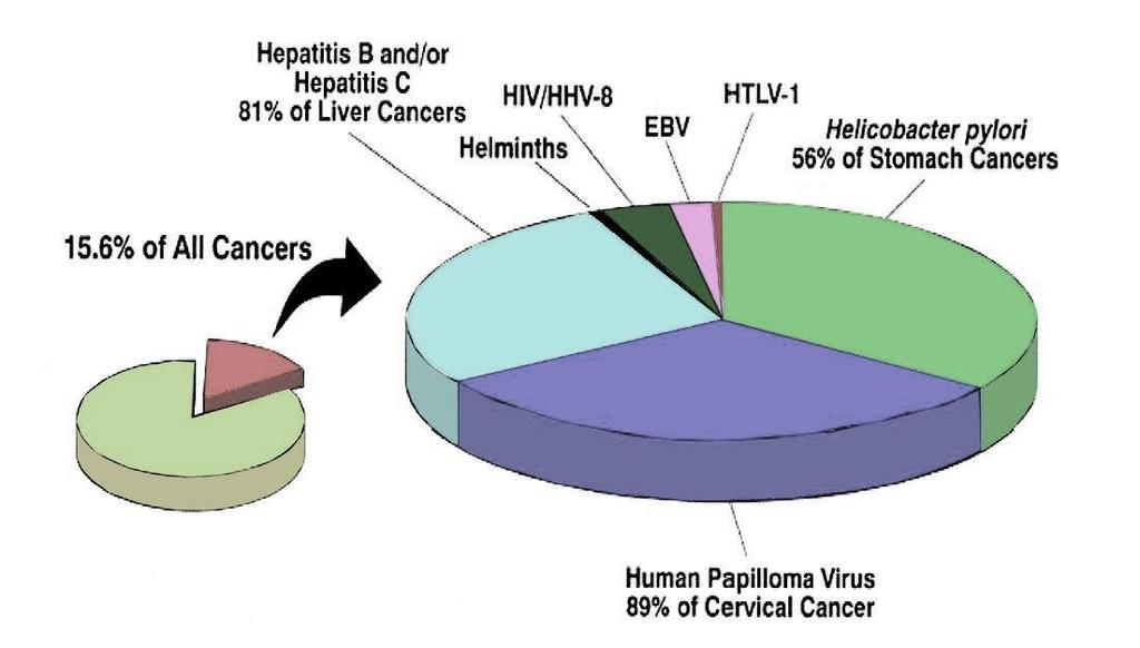 Infectious causes of cancer