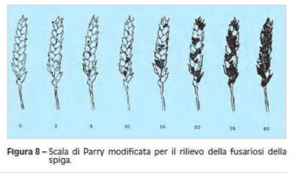 11 maggio - fine levata: 15 piante X 5 punti di