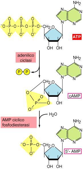 L adenilato ciclasi è un enzima integrato nella membrana plasmatica, con il sito attivo esposto sul versante
