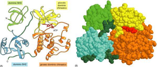 Proteina Src (Sarc) formata da 4 domini: SH3 Attività di regolazione SH2 Attività di