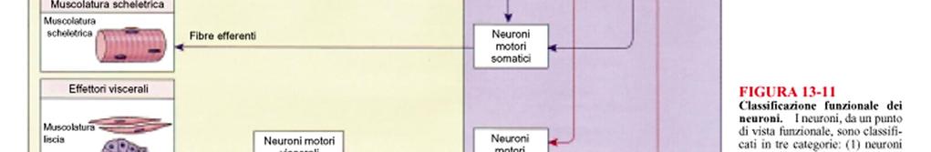 (unipolari) - Neuroni motori