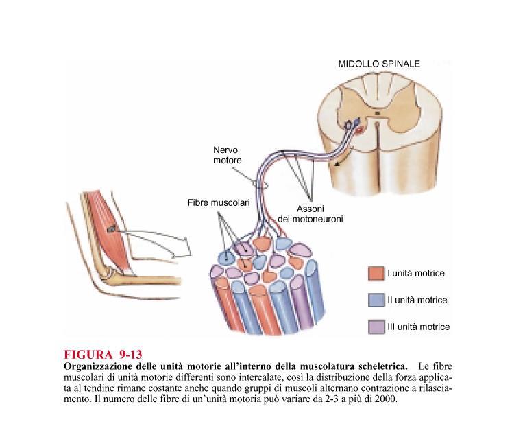 Ogni motoneurone α innerva più fibre muscolari striate Unità motoria di Sherrington: insieme del motoneurone e