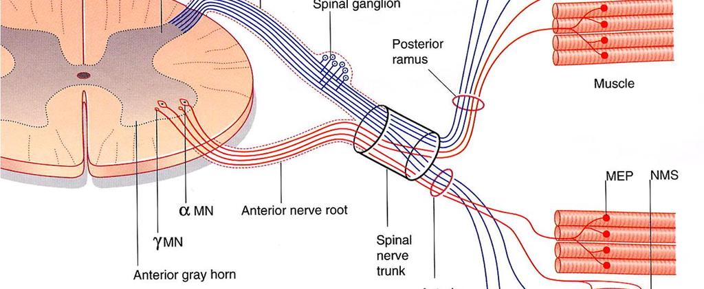 Nervo spinale Ramo posteriore: innervazione