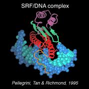 I geni che determinano l identità degli organi fiorali sono definiti OMEOTICI funzionalmente, in quanto mutazioni di questi geni comportano la formazione di un organo al posto di un altro (es: